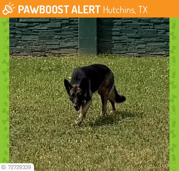 Found/Stray Unknown Dog last seen In between bird sanctuary and next industrial street most areas fenced in , Hutchins, TX 75141