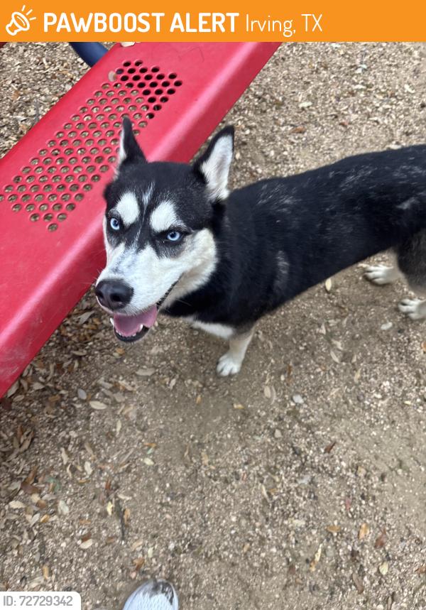 Found/Stray Female Dog last seen N Story Rd & Walnut Hill, Irving, TX 75038