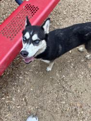 Found/Stray Female Dog last seen N Story Rd & Walnut Hill, Irving, TX 75038