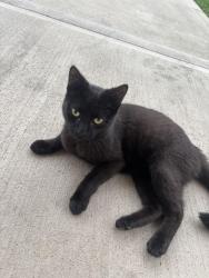 Found/Stray Male Cat last seen Hanging out at my hse still , Hamilton, OH 45013