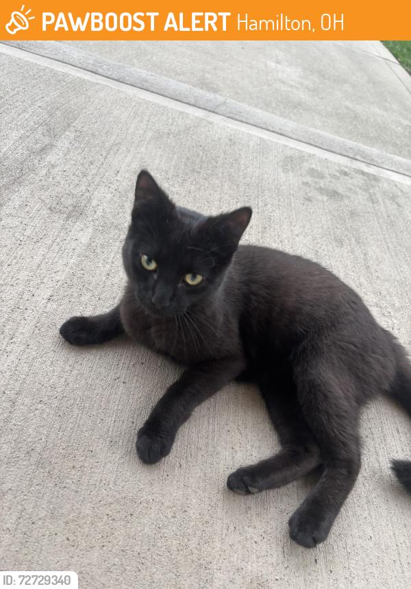 Found/Stray Male Cat last seen Hanging out at my hse still , Hamilton, OH 45013