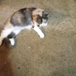 Lost Female Cat last seen Near Clinton st and wilson, Binghamton, NY 13905