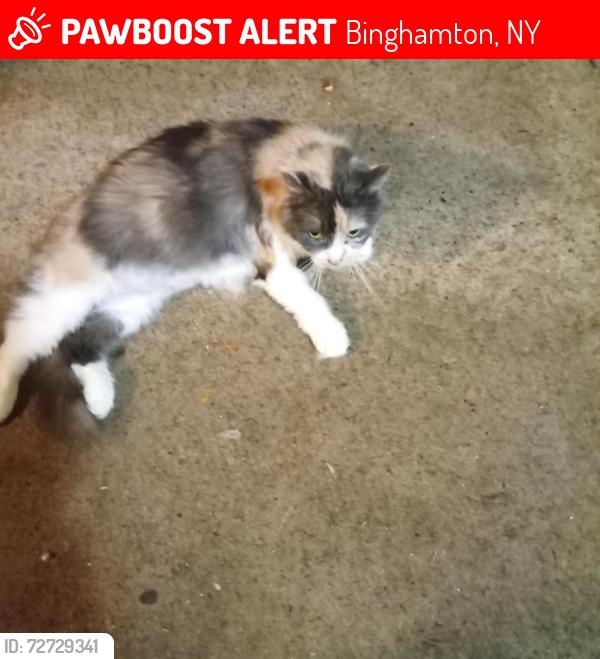 Lost Female Cat last seen Near Clinton st and wilson, Binghamton, NY 13905