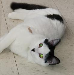 Lost Male Cat last seen Jeter and West Maple, Dresden, TN 38225