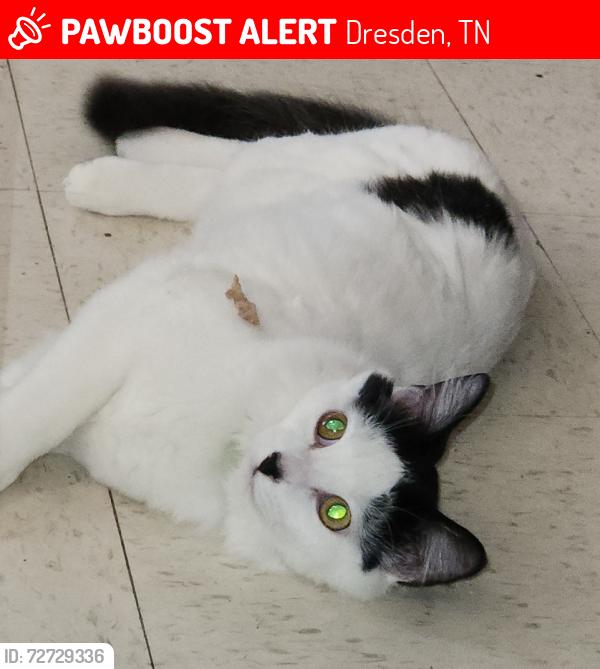 Lost Male Cat last seen Jeter and West Maple, Dresden, TN 38225