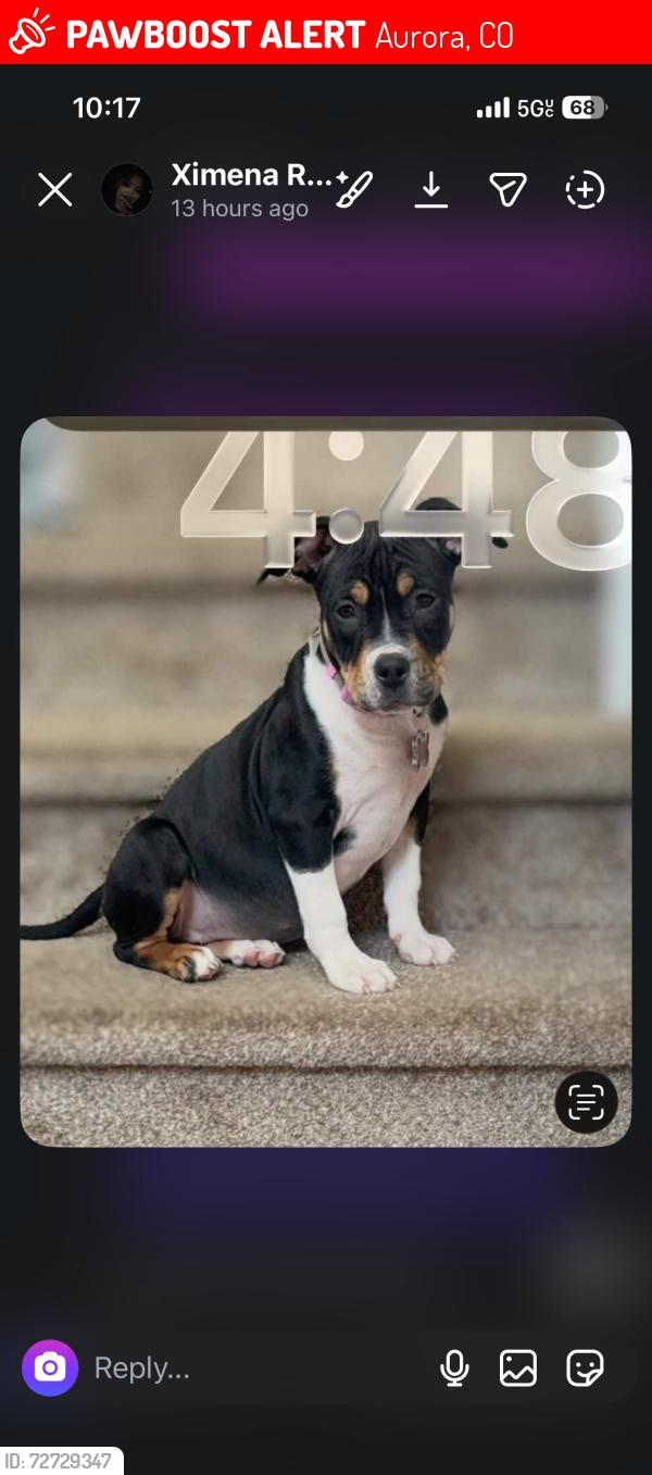 Lost Male Dog last seen Near Joliet St, Aurora, CO 80010