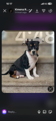 Lost Male Dog last seen Near Joliet St, Aurora, CO 80010