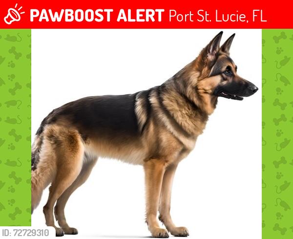 Lost Unknown Dog last seen On Violet Ave and Dorchester , Port St. Lucie, FL at night, Port St. Lucie, FL 34983