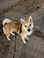 Lost Male Dog last seen Norton Ave & Thompson Ave, Kansas City, MO 64124