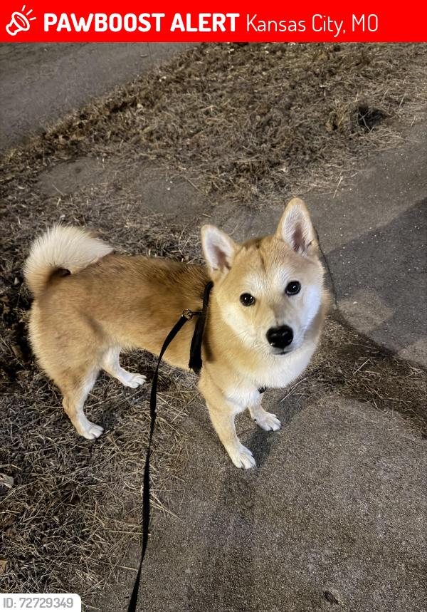 Lost Male Dog last seen Norton Ave & Thompson Ave, Kansas City, MO 64124