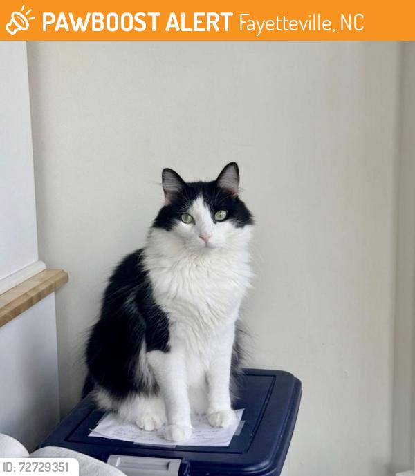 Found/Stray Unknown Cat last seen Kimridge rd off of S Reilly Rd, Fayetteville, NC 28314
