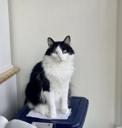 Found/Stray Unknown Cat last seen Kimridge rd off of S Reilly Rd, Fayetteville, NC 28314