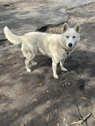 Lost Female Dog last seen mcRey's Electric, Spartanburg, SC 29303