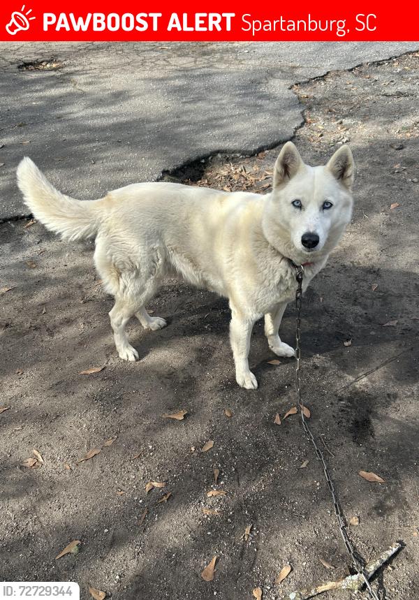 Lost Female Dog last seen mcRey's Electric, Spartanburg, SC 29303