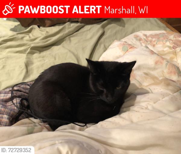 Lost Female Cat last seen Pierceville Rd, Marshall, WI 53559