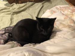 Lost Female Cat last seen Pierceville Rd, Marshall, WI 53559
