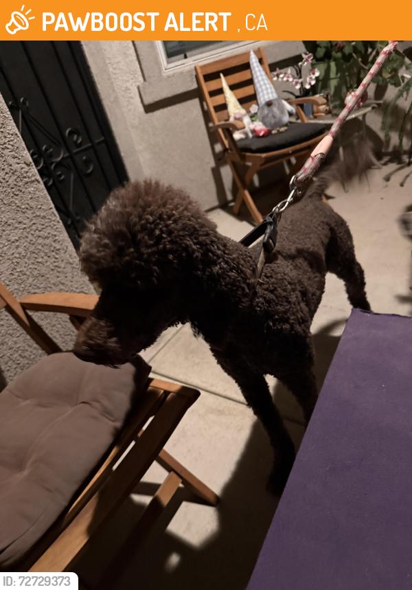 Found/Stray Male Dog last seen California and Broadway St , Sanger, CA 93657