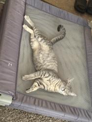 Lost Female Cat last seen She was last seen by tiger rd, Poinciana, FL 34759