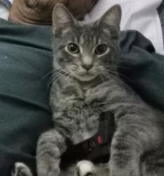 Lost Male Cat last seen E 61st St N, Tulsa, OK 74126