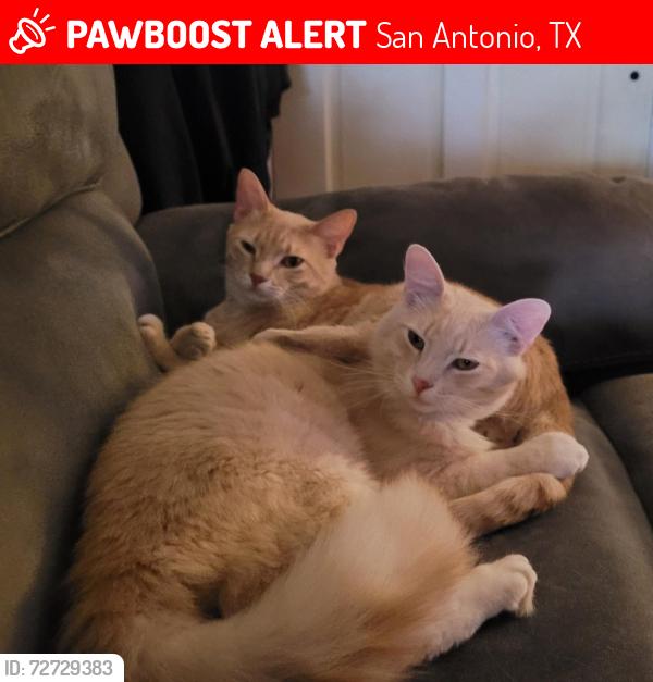 Lost Male Cat last seen Thunderbird hills , San Antonio, TX 78238