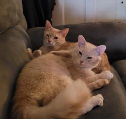 Lost Male Cat last seen Thunderbird hills , San Antonio, TX 78238