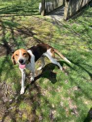 Found/Stray Male Dog last seen Beulah rd and charles city rd, Richmond, VA 23231