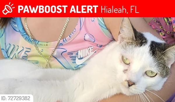 Lost Female Cat last seen Country club or virginia gardens cndmniums , Hialeah, FL 33015
