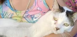 Lost Female Cat last seen Country club or virginia gardens cndmniums , Hialeah, FL 33015
