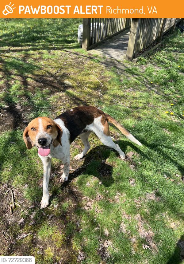 Found/Stray Male Dog last seen Beulah rd and charles city rd, Richmond, VA 23231