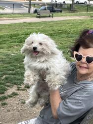 Found/Stray Female Dog last seen Centennial Park Dog Park, Nashville, TN 37203