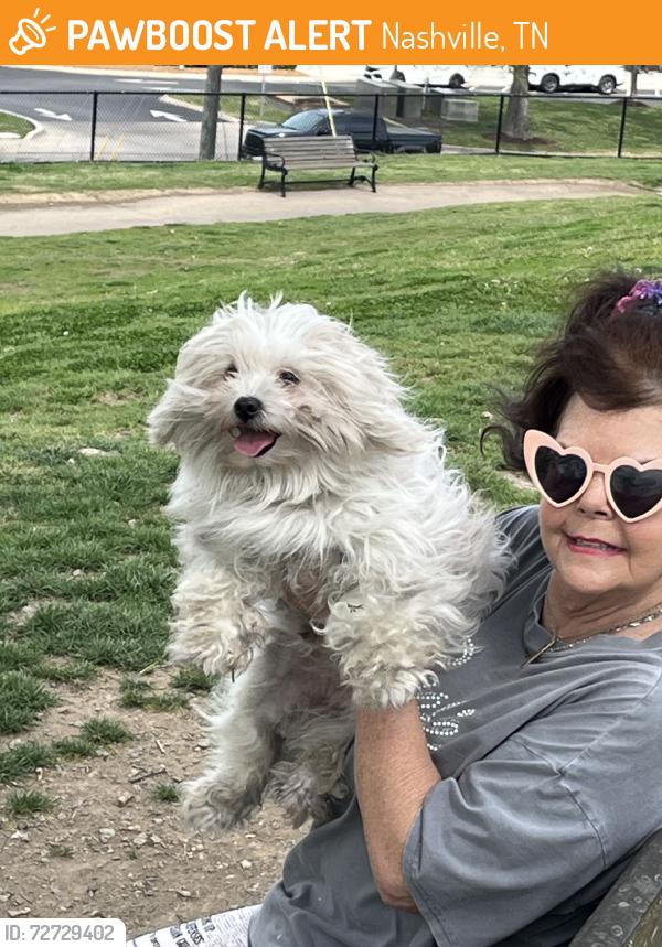 Found/Stray Female Dog last seen Centennial Park Dog Park, Nashville, TN 37203