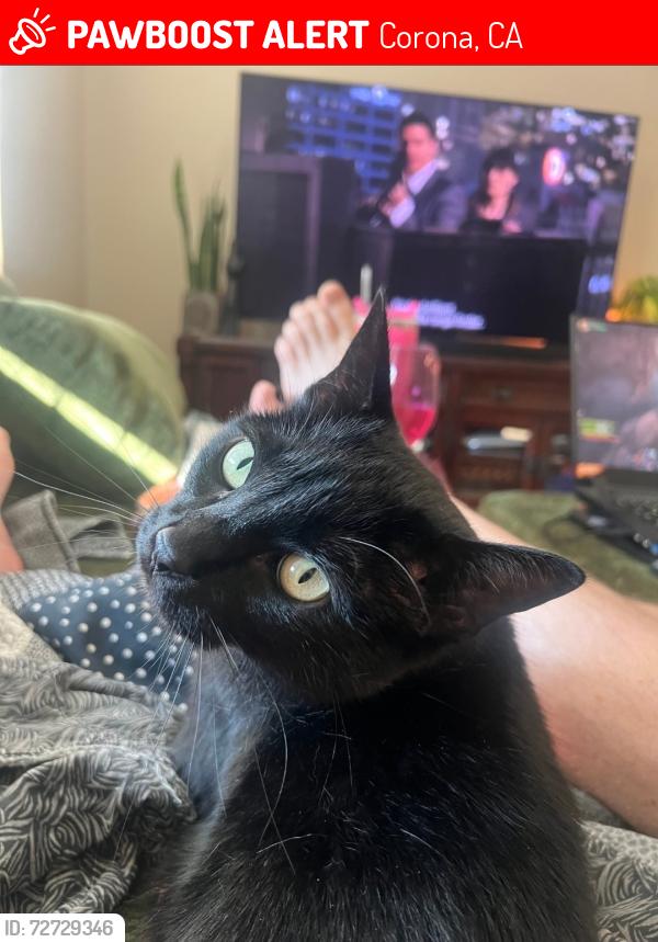 Lost Male Cat last seen Serfas club, Corona, CA 92882