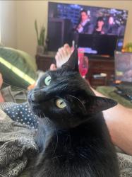 Lost Male Cat last seen Serfas club, Corona, CA 92882