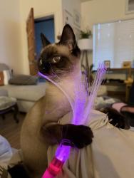 Lost Female Cat last seen Old Grove , Oceanside, CA 92057