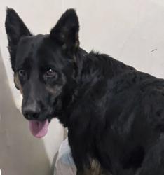 Lost Female Dog last seen Hercules Dr, Stiner Rd By the CDC on Pope Army Airfield Fort Bragg NC, Spring Lake, NC 28307
