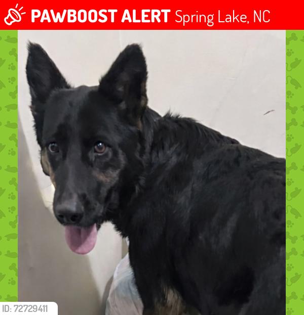 Lost Female Dog last seen Hercules Dr, Stiner Rd By the CDC on Pope Army Airfield Fort Bragg NC, Spring Lake, NC 28307