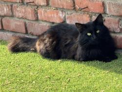 Found/Stray Unknown Cat last seen E24th st and MINGO rd, Tulsa, OK 74132