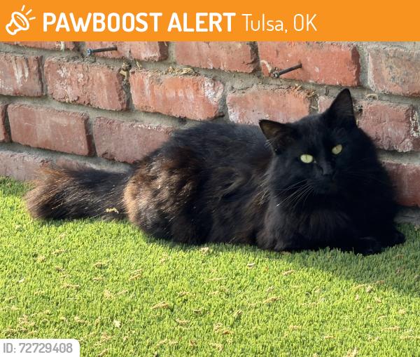 Found/Stray Unknown Cat last seen E24th st and MINGO rd, Tulsa, OK 74132
