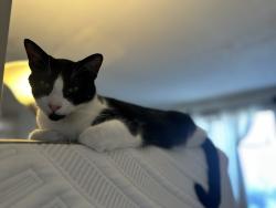 Lost Male Cat last seen Braeburn and Barrington, Winchester, VA 22601