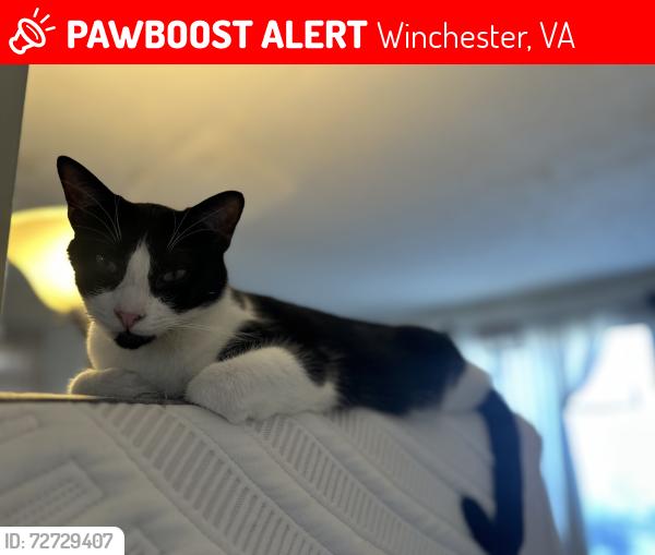 Lost Male Cat last seen Braeburn and Barrington, Winchester, VA 22601