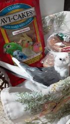Lost Female Bird last seen Lakewood Dr Debary Fl, DeBary, FL 32713