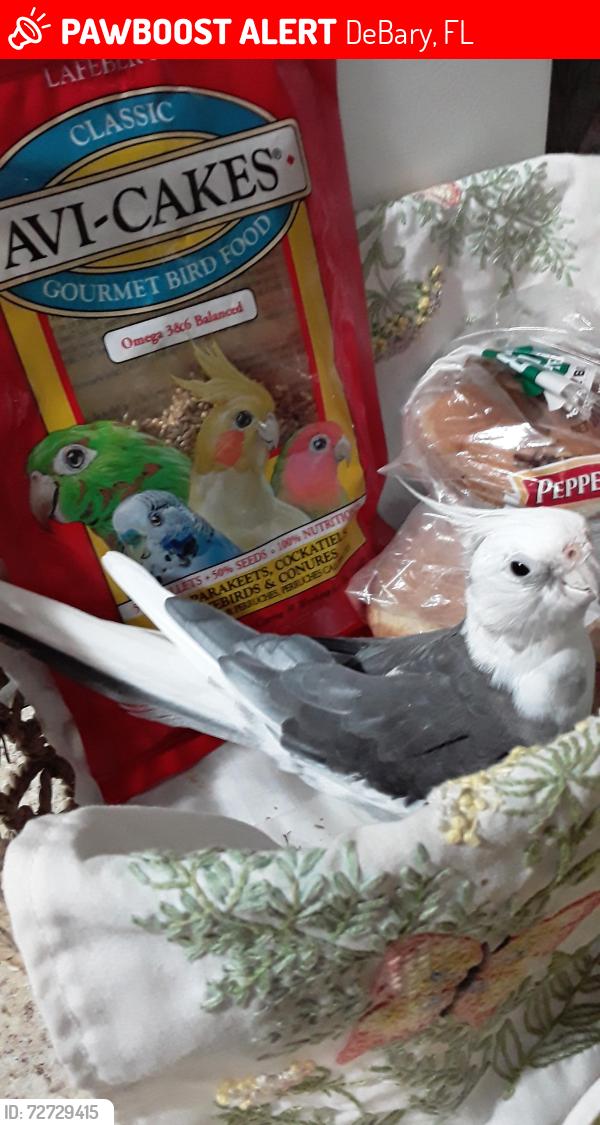 Lost Female Bird last seen Lakewood Dr Debary Fl, DeBary, FL 32713