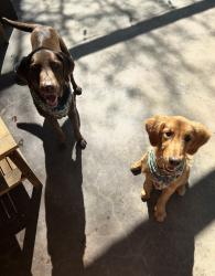 Found/Stray Unknown Dog last seen 15th & Coltrane, Edmond, OK 73034