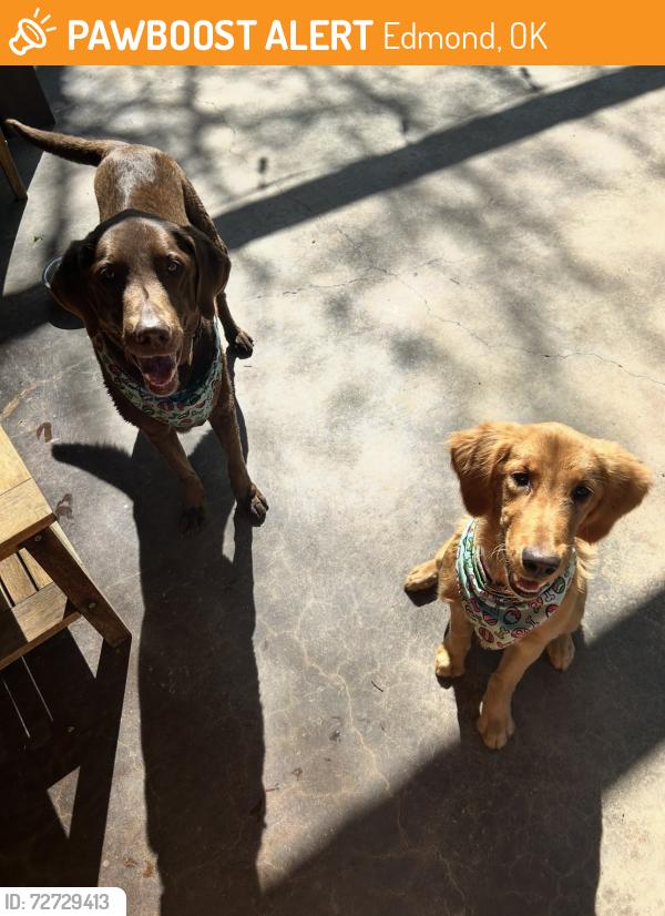 Found/Stray Unknown Dog last seen 15th & Coltrane, Edmond, OK 73034