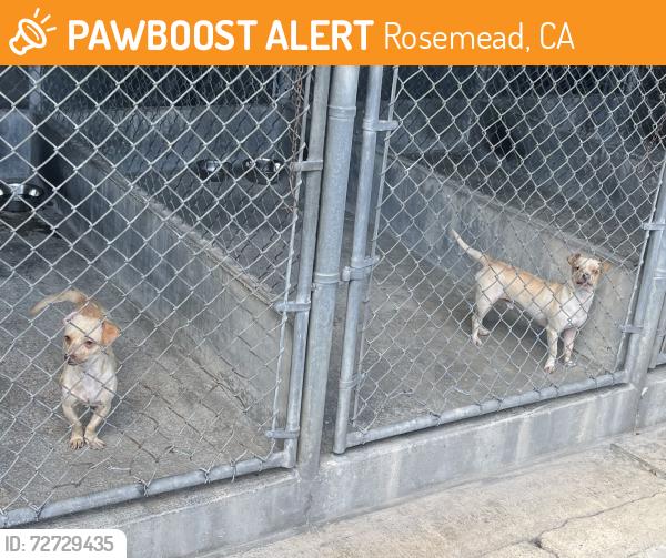 Found/Stray Unknown Dog last seen Rose Glen Ave, Rosemead, CA 91770