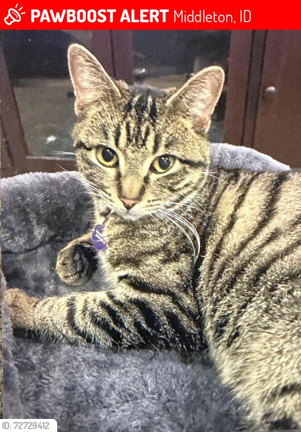 Lost Female Cat last seen Kingsbury and Fountain Springs, Middleton, ID 83644