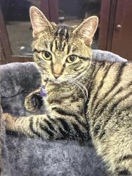 Lost Female Cat last seen Kingsbury and Fountain Springs, Middleton, ID 83644