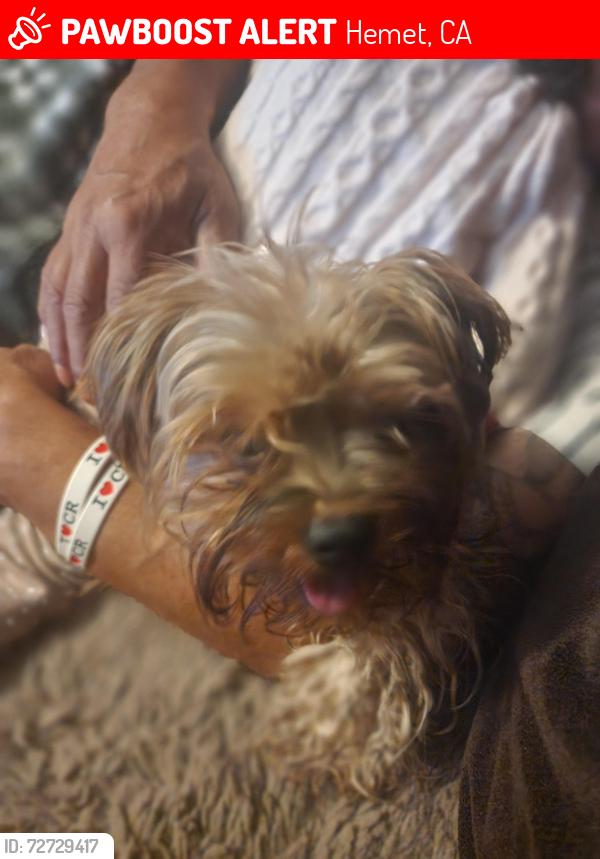Lost Male Dog last seen Kimball ave stare, Hemet, CA 92544