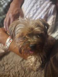 Lost Male Dog last seen Kimball ave stare, Hemet, CA 92544