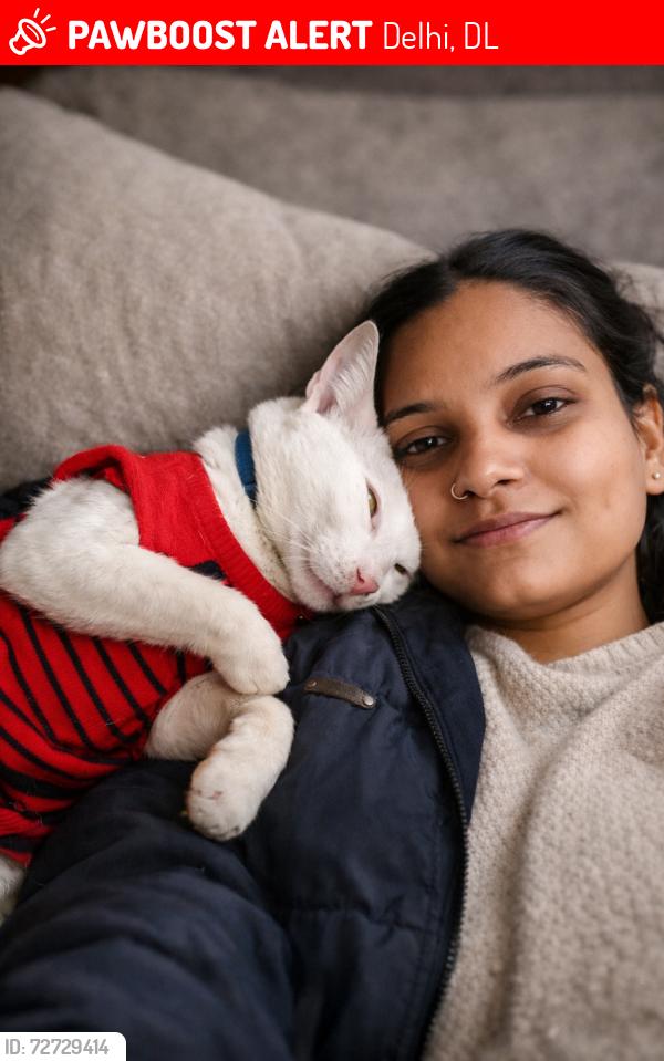 Lost Male Cat last seen Near by k block gurudwara vali gali, Delhi, DL 110033